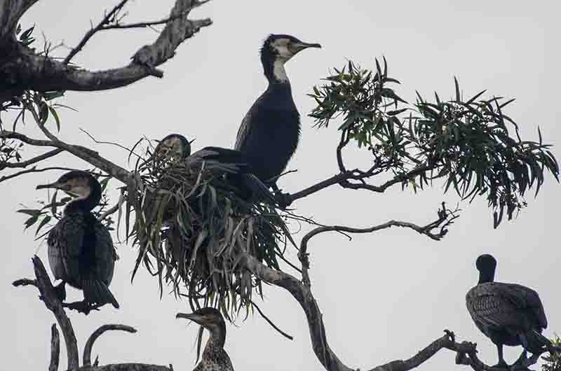 Cormorán - lago Bunyonyi - Uganda 3.jpg